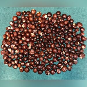 Buckeye Nuts 2025 Mostly Quarter Size from Midwest Ohio 230 Pc Lot Dried FRESH